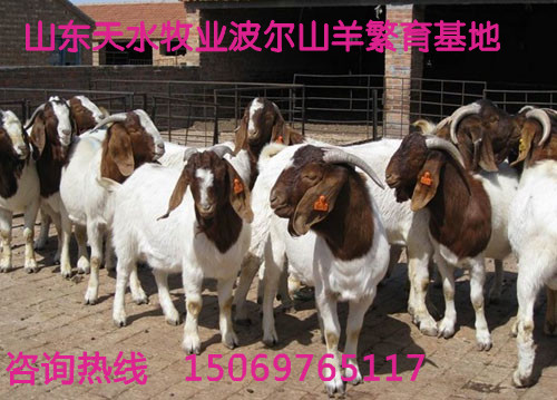 {波尔山羊销路}+{波尔山羊销路}_养殖种植栏目