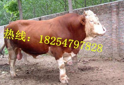 山东莱芜青岛日照哪里的西门塔尔牛价格便宜,