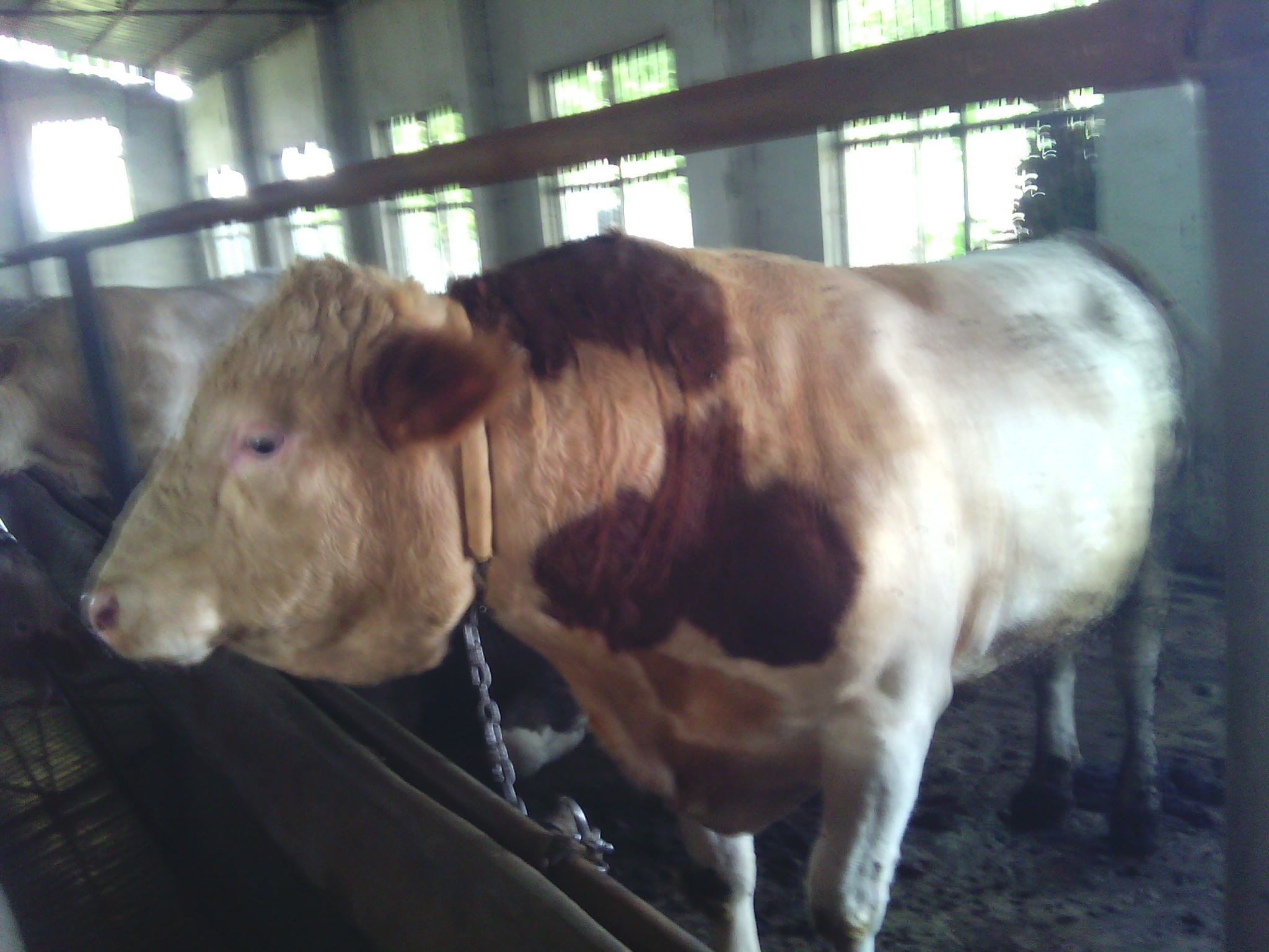 邢台养殖业什么最赚钱.雪龙黑牛牛犊价格,养牛