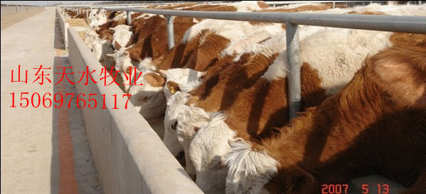 {《小尾寒羊销路》}_养殖种植栏目_jdzj.com