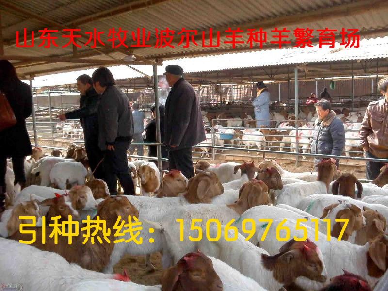 {《肉羊养殖新技术》}_养殖种植栏目_jdzj.com