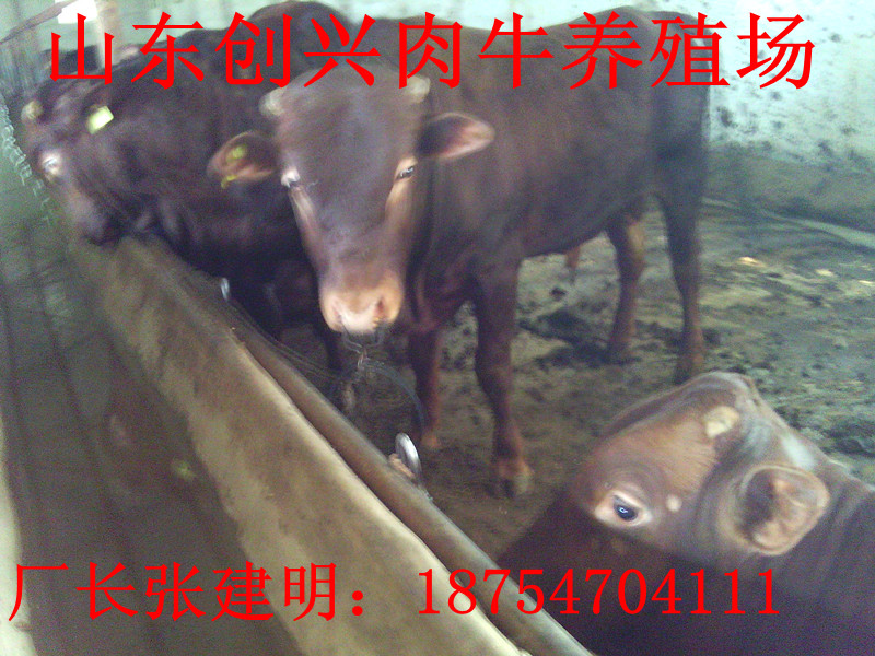 河北正规肉牛养殖场,农村养牛可以买保险吗,现