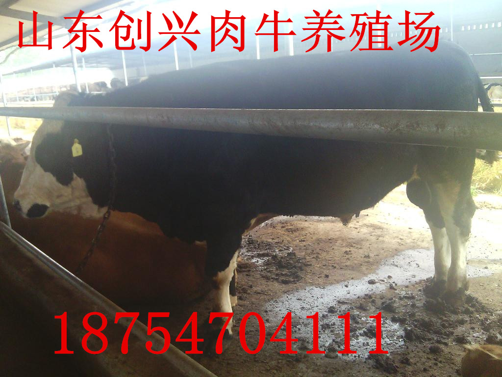 宁夏正规肉牛养殖场,农村养牛可以买保险吗,现