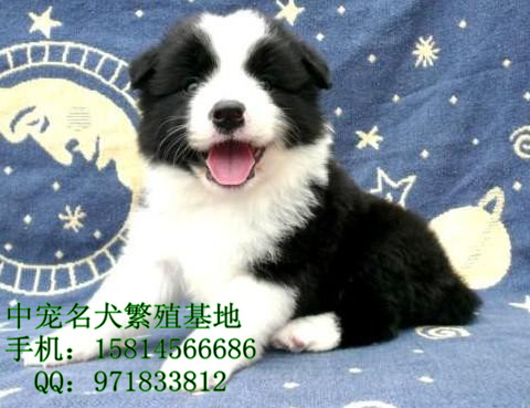 东莞虎门哪里有狗场 东莞哪个狗场有卖边牧犬