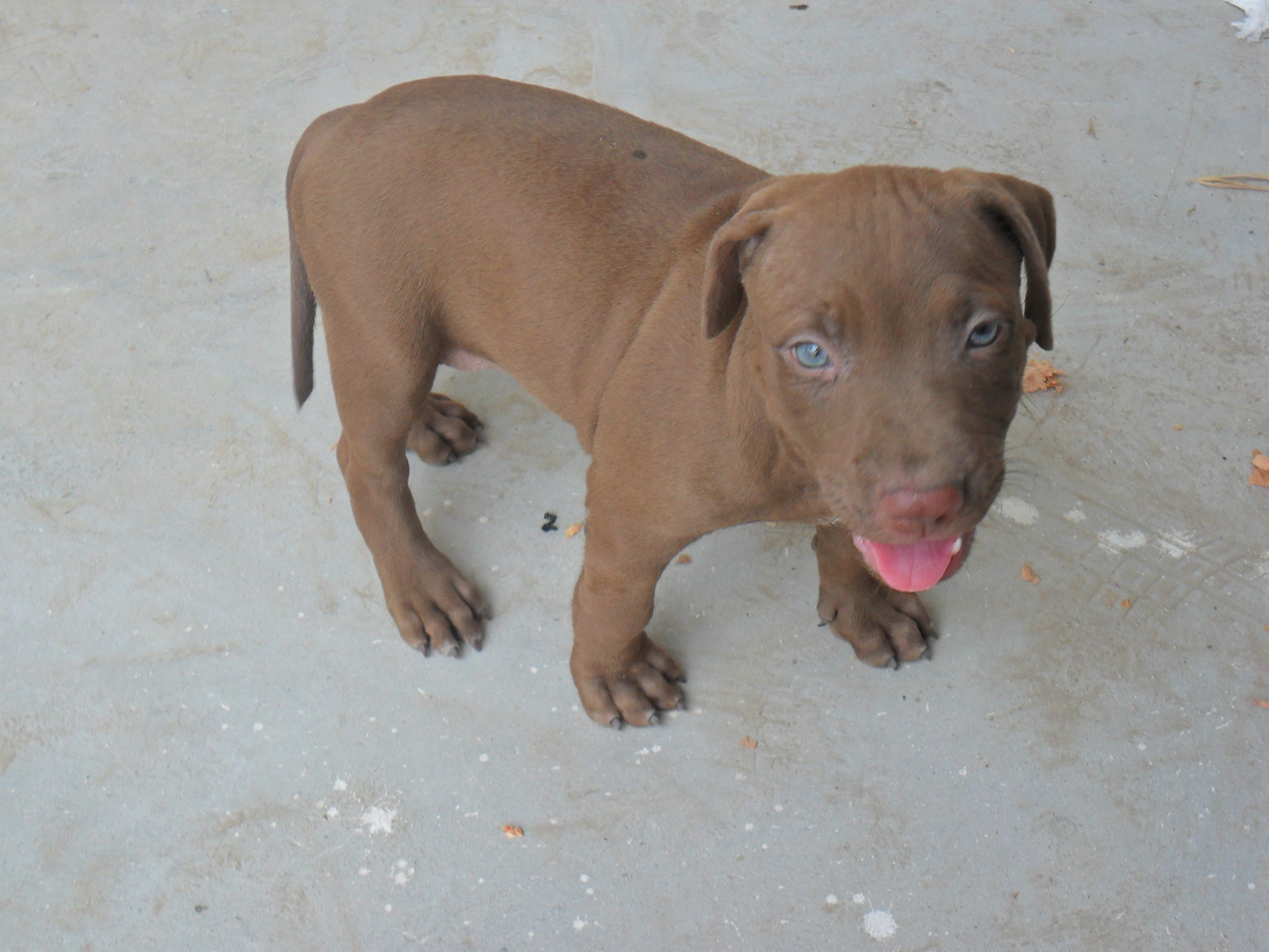 西宜春比特犬价格 比特犬多少钱 比特犬图片_