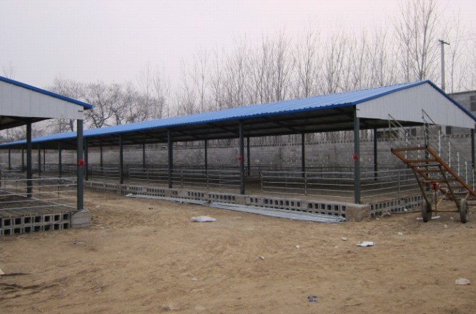 山东黄垓乡养羊基地/羊圈建设
