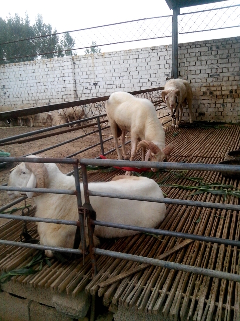 小尾寒羊孕羊价格福建省厦门市适合养殖小尾寒