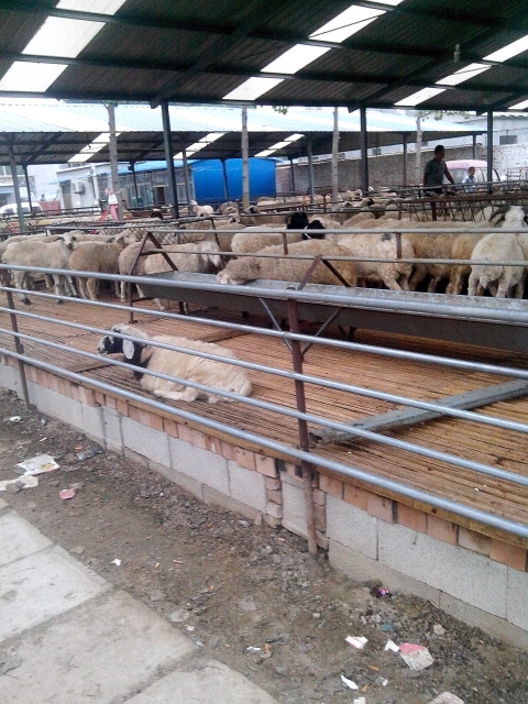 小尾寒羊孕羊价格福建省厦门市适合养殖小尾寒