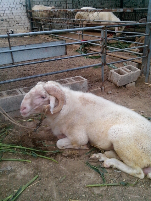 小尾寒羊孕羊价格福建省厦门市适合养殖小尾寒