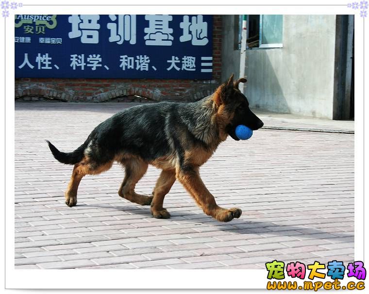 山东嘉豪犬业 山东省嘉豪犬业诚信天下;本场以最好的服务,最好的品种,最低的价格,面向世界出售:藏獒,斗狗比特,宠物狗。 小型宠物狗:泰迪犬 博美犬 吉娃娃犬 雪纳瑞犬 杜宾犬 柯基犬 腊肠犬 比熊犬 八哥犬 京巴犬 蝴蝶犬 西施犬 约克夏犬 西高地白梗犬 查理王犬 马尔济斯犬 柯基犬 罗福梗犬 凯恩梗犬 冠毛犬 可蒙犬 刚毛猎狐梗犬 丝毛梗犬 英国史宾格犬 斗牛犬 中型犬:金毛犬 松狮犬 哈士奇犬 喜乐蒂犬 拉布拉多犬 银狐犬 贝灵顿梗犬 柴犬 牛头梗犬 比格犬 沙皮犬 巴吉度犬 边境牧羊犬 万能梗犬 德