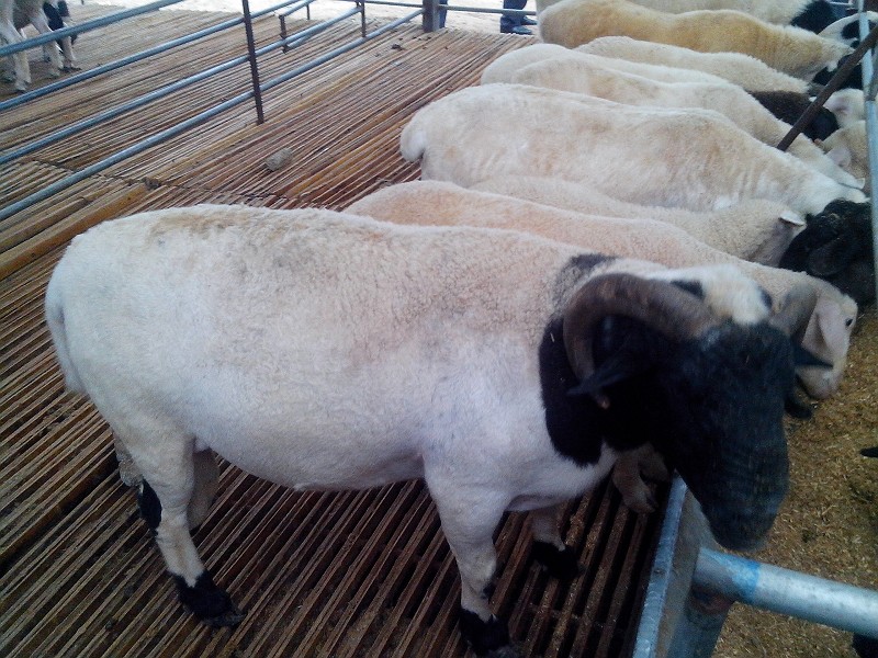 福建泉州哪里有买纯种杜泊绵羊|杜泊绵羊羊羔