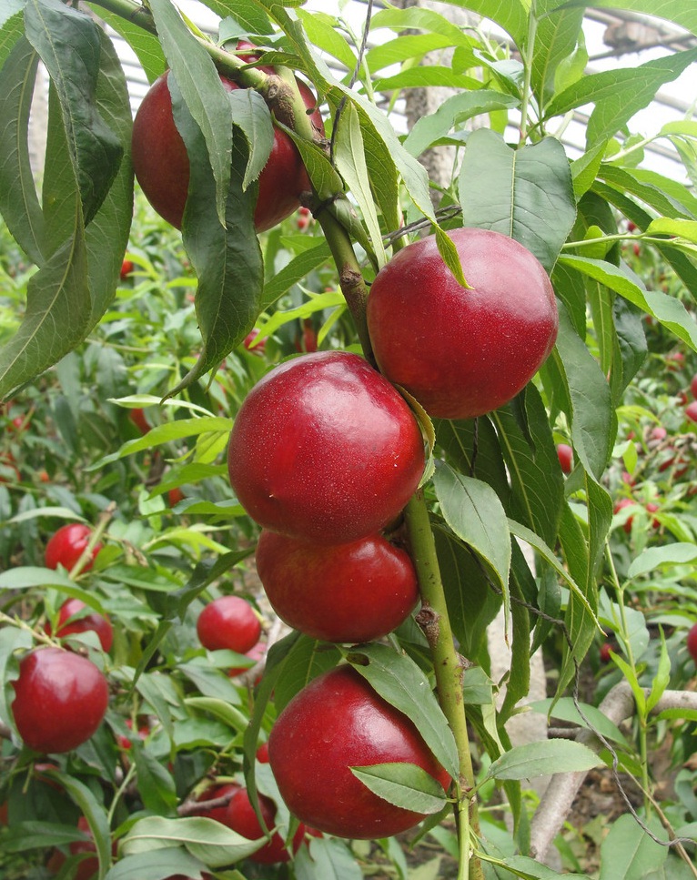 供应陕西大荔县早晚熟桃子价格_养殖种植栏目