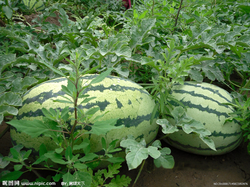 供应西瓜陕西西瓜代办大荔西瓜价格_养殖种植