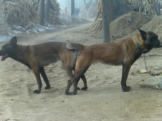 浙江哪里买到纯种马犬 小马犬出售价格