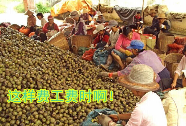 2014年畅销青核桃去皮机 大型批发核桃清洗一