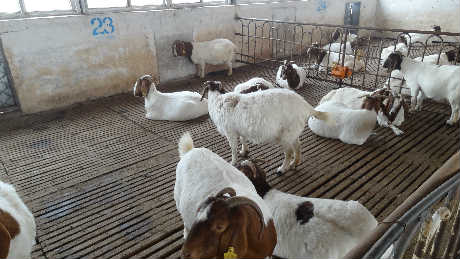 高档肉羊育肥技术现代肉羊养殖模式_养殖种植