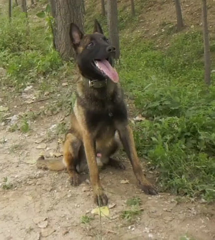 马犬什么血统好 马犬繁育犬舍