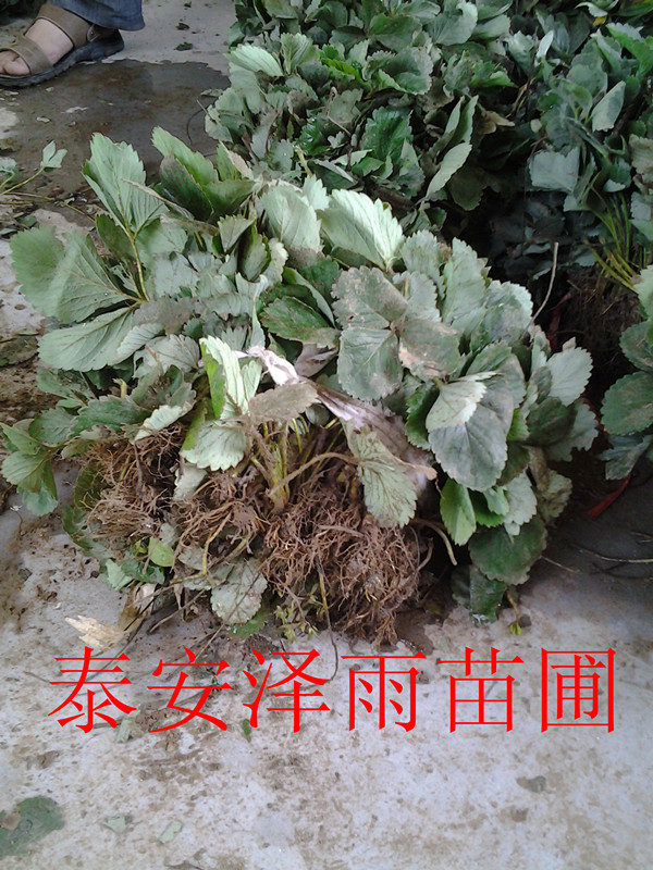 六盘水种植的草莓苗 四川种植红颜草莓苗行吗