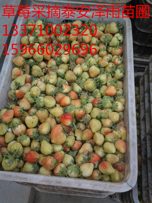 六盘水种植的草莓苗 四川种植红颜草莓苗行吗