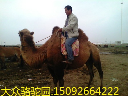 河南哪卖骆驼的 生态园养骆驼适合郑州什么环
