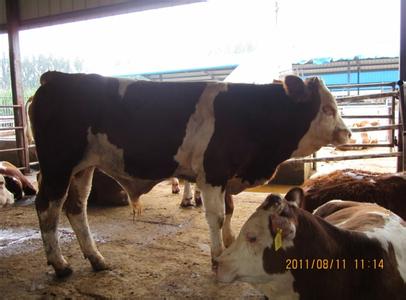 巧养肉牛_养肉牛一年有多少收入