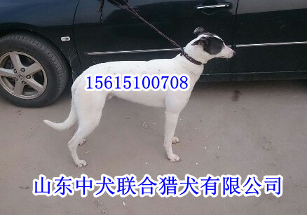 河北格力犬放兔子精彩视频 河北二特犬猎兔_养