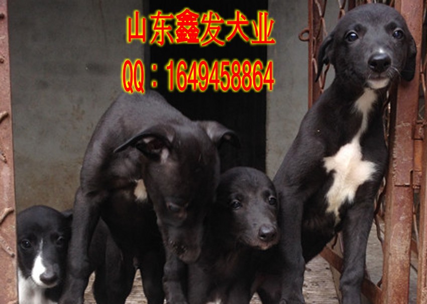 原版小黑出的纯血统格力犬价格