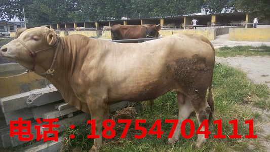 怎么养牛 牛吃什么,农村养牛牛圈建设_养殖\/种