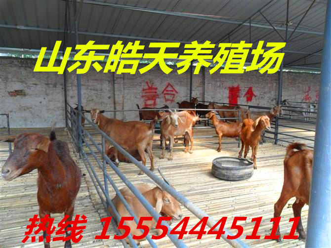 乌骨黑山羊2015年最新种羊价格_养殖\/种植栏