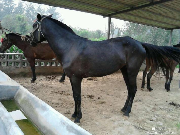 山东骑乘马价格_农副产品栏目_jdzj.com