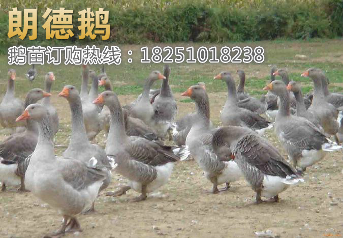 出售朗德鹅苗_v之家之家_机电视频网舞蹈赫本栏目图片