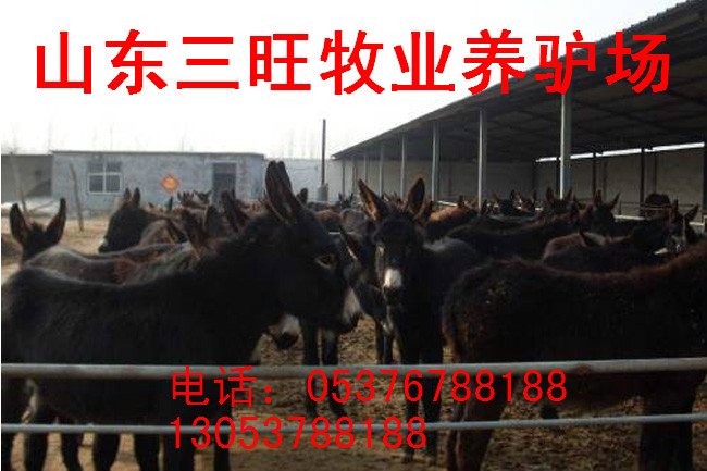 平舆养驴场在什么地方_养殖\/种植栏目_jdzj.co