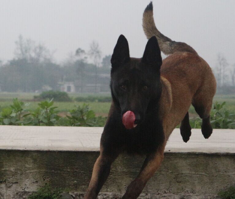 极品成年公马犬转让,安逸进口马犬冠军后代销售有价格