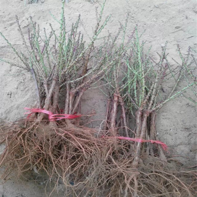 五河县寿星桃苗盆景批发价格