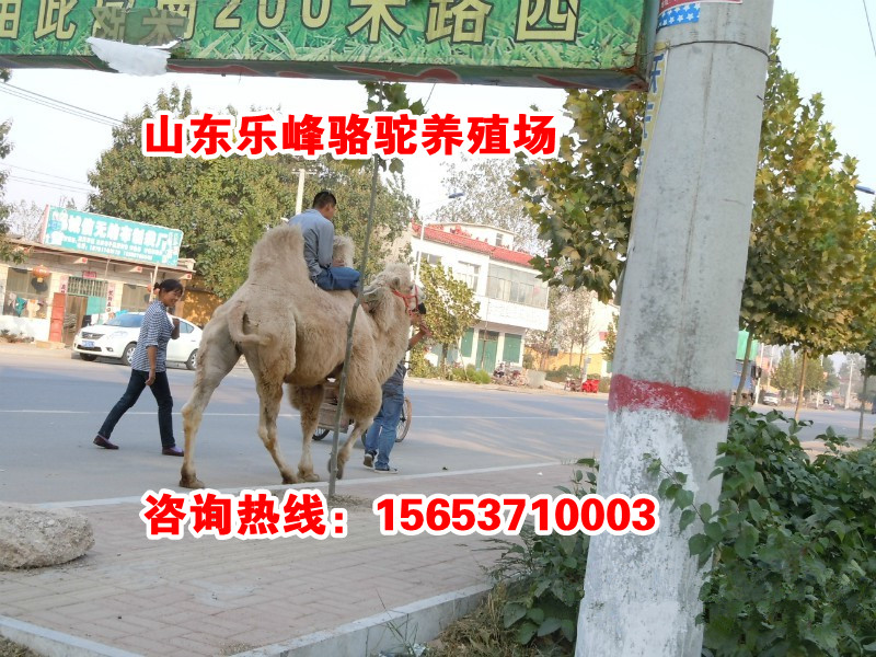 绵阳市东源长岛地图_cninr 绵阳市东源长岛地图
