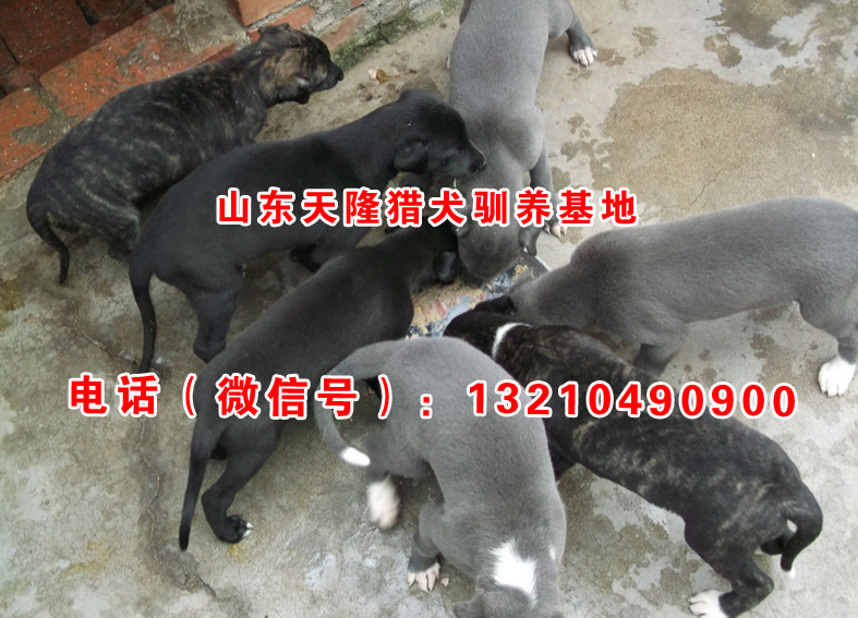 易游娱乐城- YY易游体育官方网站- 易游体育APP目前在农村哪些特种养殖比较靠谱？推荐几个供参考
