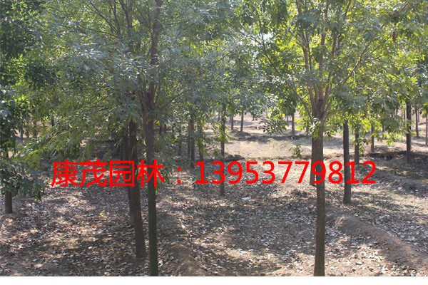 康茂苗圃 http://www.lymiaopu.com