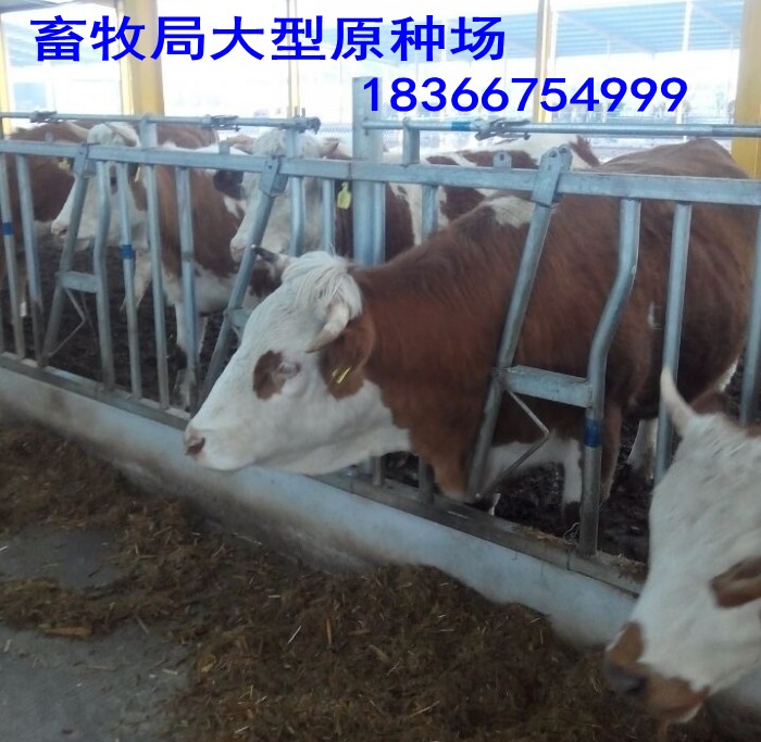 保亭县鲁西黄牛最大的养殖基地价格