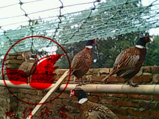 广东茂名市山鸡苗多少钱一只_农副产品栏目_