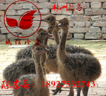 广东潮州市鸵鸟苗多少钱一只_农副产品栏目_