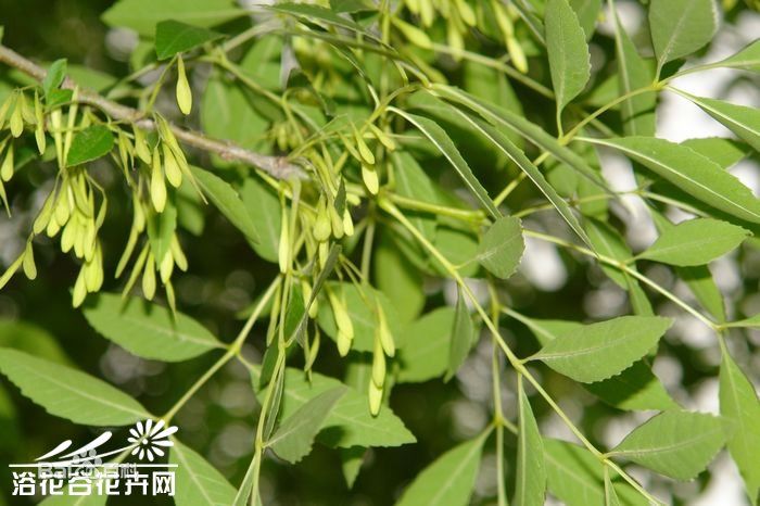 白蜡种子现在能种吗