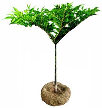 厂家直销供应植物魔芋沐浴绵蒟蒻养颜绵