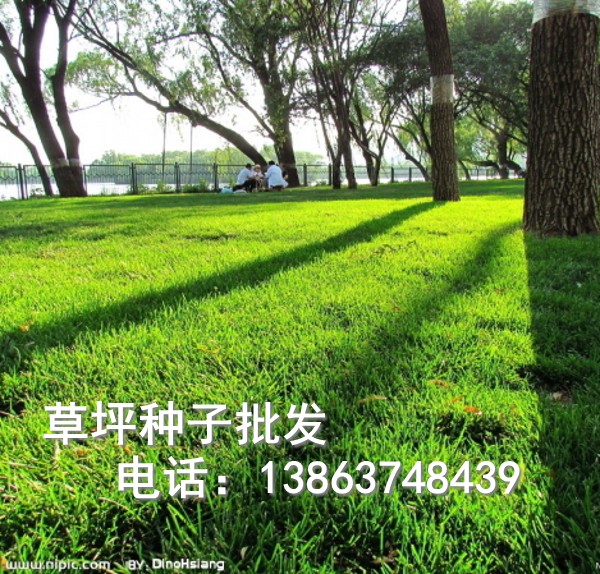 批发护坡草种 草坪种子 南方草坪品种
