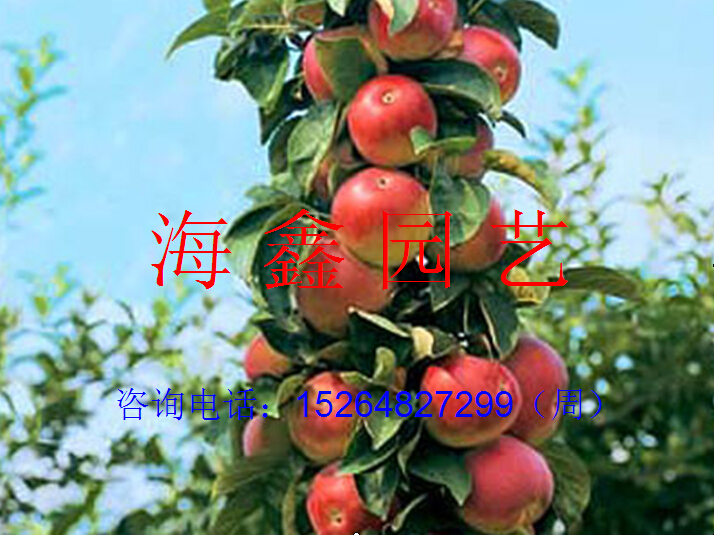 梅】【草莓苗】【金叶榆】【榆树苗】【红叶樱花苗】【五角枫苗】图片