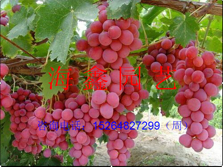梅】【草莓苗】【金叶榆】【榆树苗】【红叶樱花苗】【五角枫苗】图片