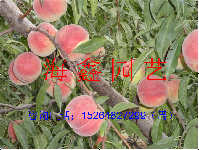 梅】【草莓苗】【金叶榆】【榆树苗】【红叶樱花苗】【五角枫苗】图片