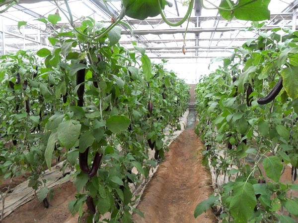寿光鸿盛温室/大棚温室建造/蔬菜种苗种植培育/温室种类/专业温室