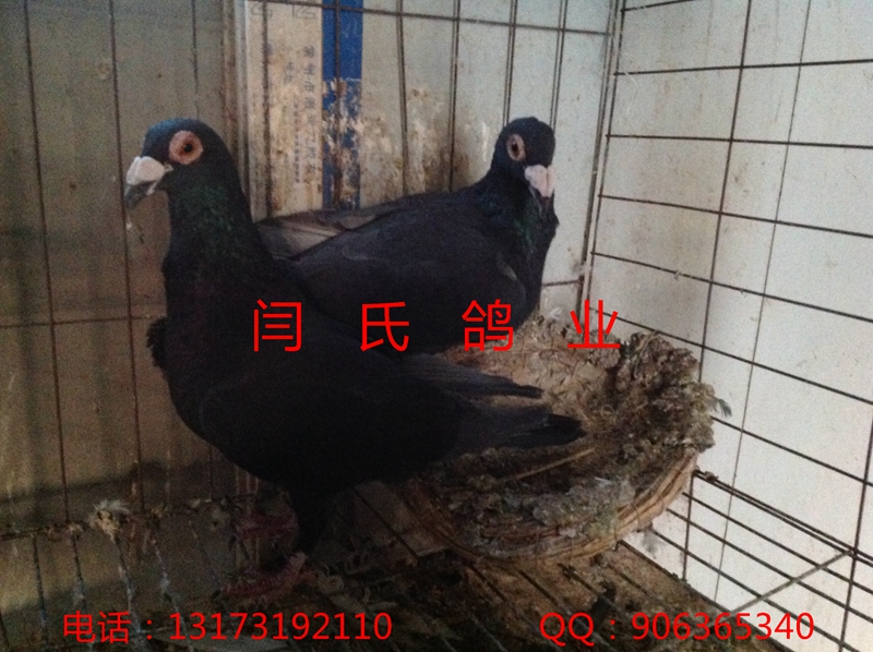 泰安平凉观赏鸽