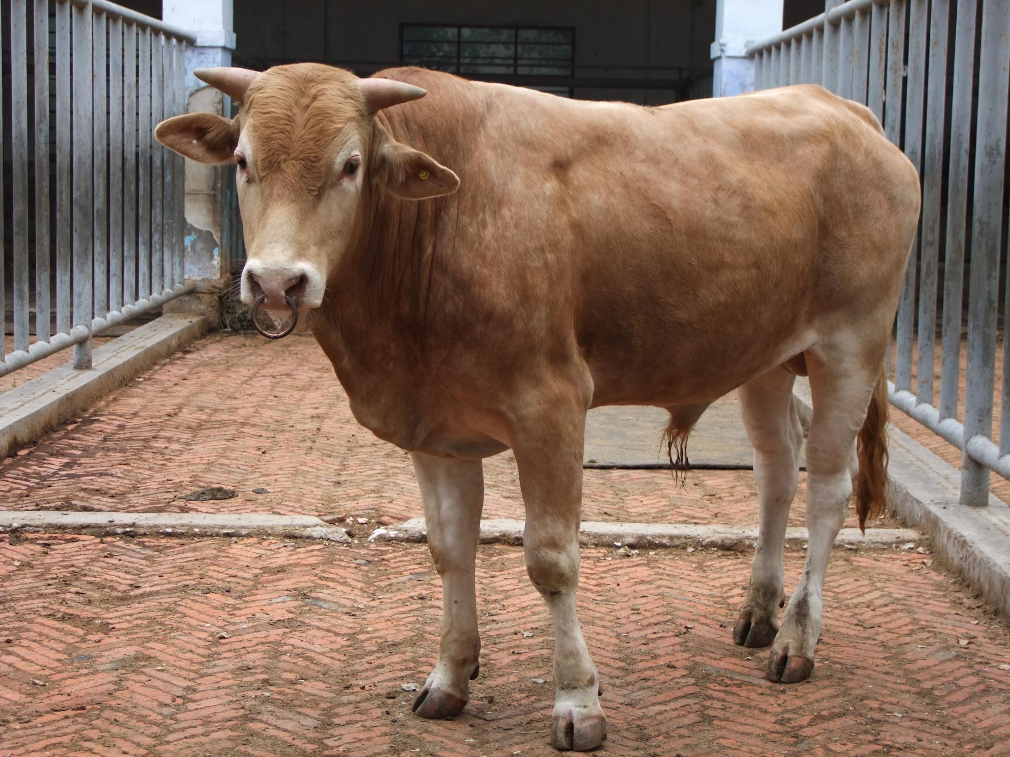 com山东思源肉牛育成牛养殖场是大型肉牛养殖繁育基地;是华北地区最大