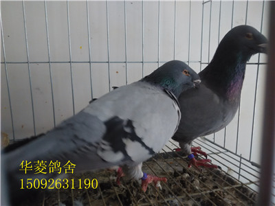 阿瓦提县头型市场蛇头观赏鸽马头鸽出售